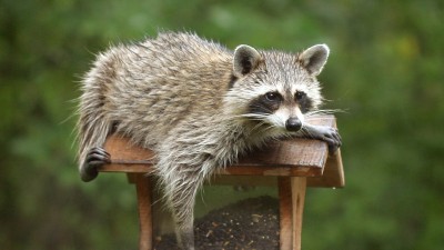 Waschbär auf Vogelhäuschen