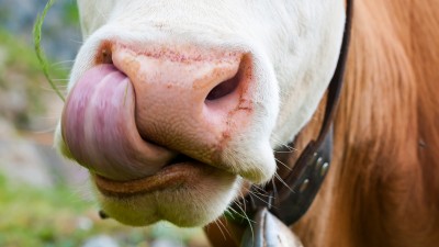 Kuh streckt Zunge raus