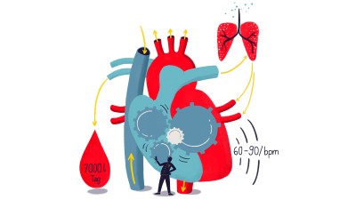 Das faszinierende Herz