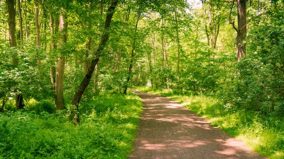 Waldweg zwischen grünen Bäumen