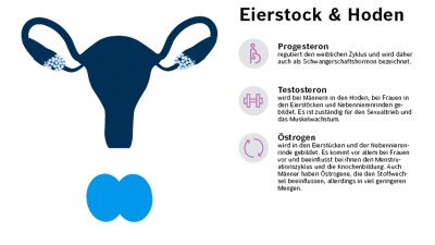 Die Hormone der Eierstöcke und der Hoden