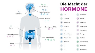 Infografik Hormone im menschlichen Körper