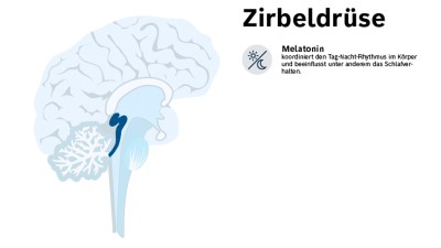 Die Hormone der Zirbeldrüse