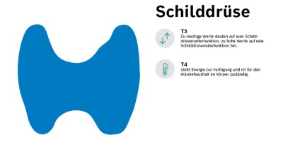 Die Hormone der Schilddrüse