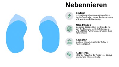 Die Hormone der Nebennieren