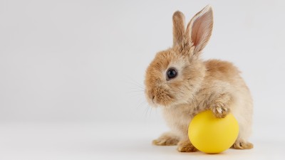 Ein braunes Kaninchen mit einem gelben Ei vor grauem Hintergrund
