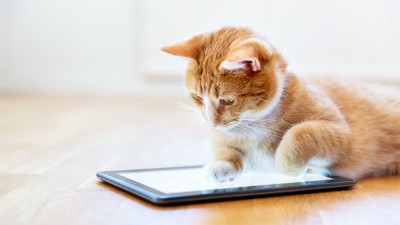 Katze am Tablet